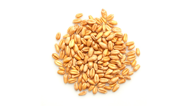 Organic wheat.

It is a raw agriculture product. Although it has been mechanically cleaned before packaging, some foreign material may be present. Sort & wash before using.